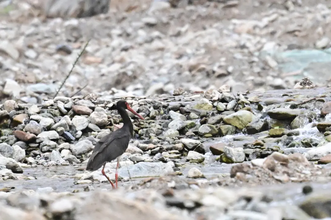 天通盈 青海乐都区首次发现国家一级保护动物黑鹳