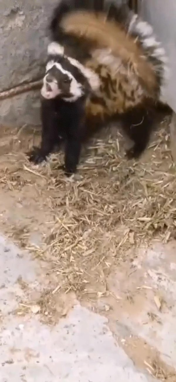 五五策略 太罕见了！内蒙古阿拉善，有村民在院子里，发现只神秘的小动物