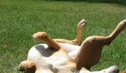 V交易网 狗狗癫痫发作痛苦不堪？主人需知的 3 个阶段及应对方法