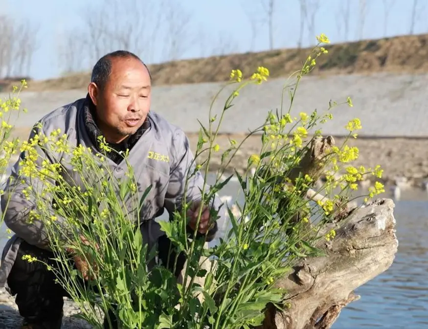 启泰网 首次发现不到10只！湖北老汉当成鸭子养，14年后才知道是保护动物